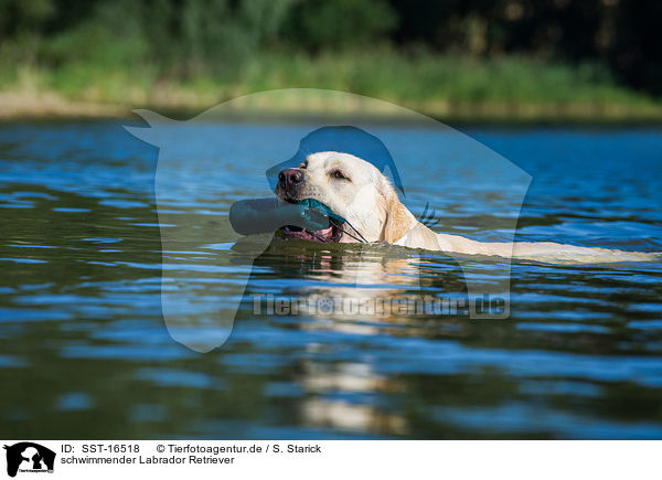 schwimmender Labrador Retriever / swimming Labrador Retriever / SST-16518