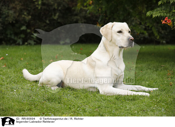 liegender Labrador Retriever / lying Labrador Retriever / RR-90694