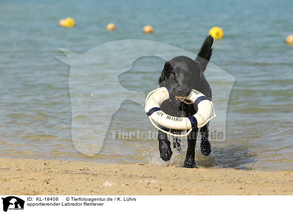 apportierender Labrador Retriever / fetching Labrador Retriever / KL-18408