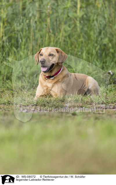 liegender Labrador Retriever / lying Labrador Retriever / WS-08072