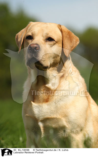 Labrador Retriever Portrait / Labrador Retriever Portrait / KL-18498
