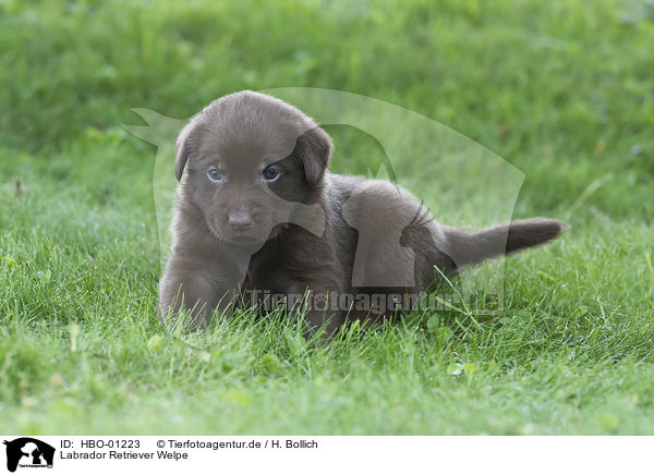 Labrador Retriever Welpe / puppy / HBO-01223
