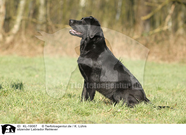sitzender Labrador Retriever / sitting Labrador Retriever / KL-19067