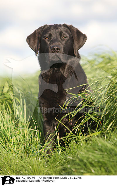 sitzender Labrador Retriever / sitting Labrador Retriever / KL-19076