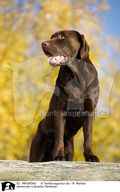 stehender Labrador Retriever / standing Labrador Retriever / RR-96560