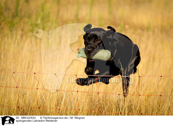 springender Labrador Retriever / jumping Labrador Retriever / MW-02402