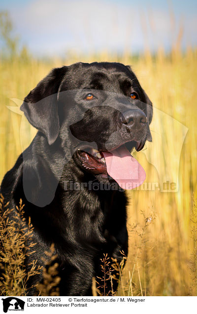 Labrador Retriever Portrait / Labrador Retriever Portrait / MW-02405