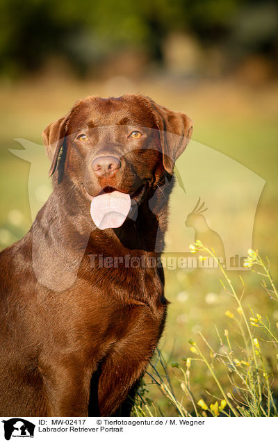 Labrador Retriever Portrait / Labrador Retriever Portrait / MW-02417