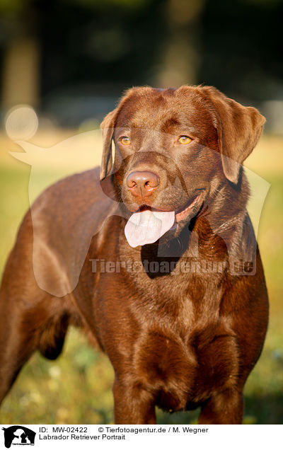 Labrador Retriever Portrait / Labrador Retriever Portrait / MW-02422