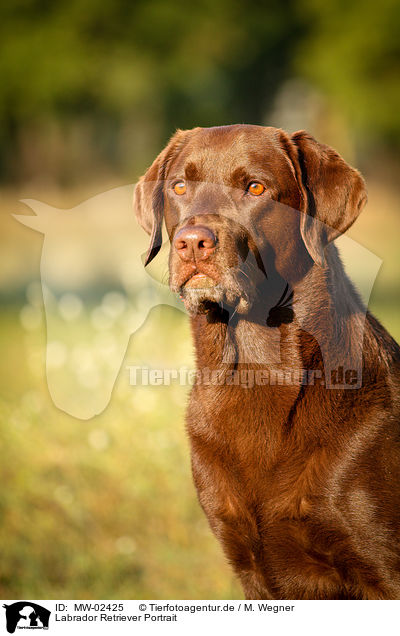 Labrador Retriever Portrait / Labrador Retriever Portrait / MW-02425