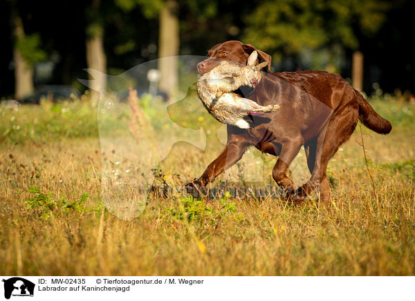 Labrador auf Kaninchenjagd / Labrador on rabbit hunt / MW-02435