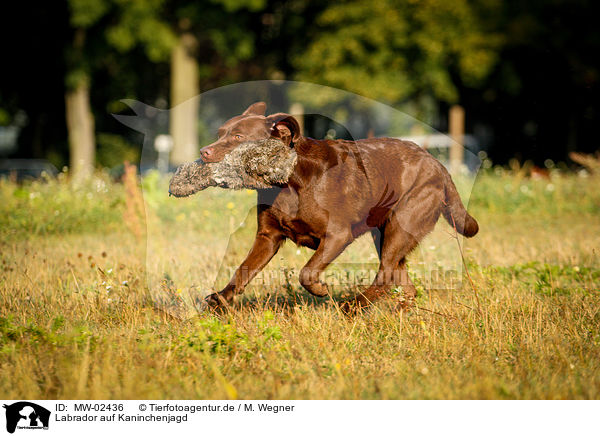 Labrador auf Kaninchenjagd / Labrador on rabbit hunt / MW-02436