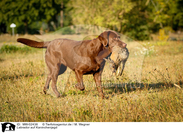 Labrador auf Kaninchenjagd / Labrador on rabbit hunt / MW-02438