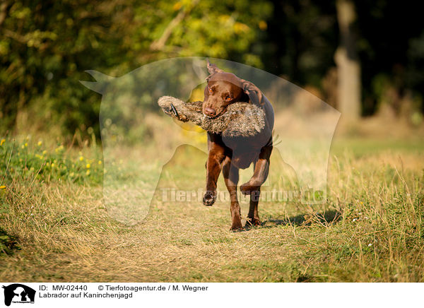 Labrador auf Kaninchenjagd / Labrador on rabbit hunt / MW-02440