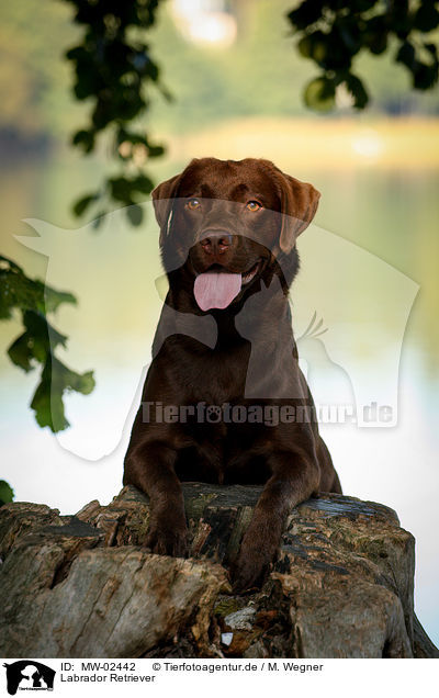 Labrador Retriever / Labrador Retriever / MW-02442