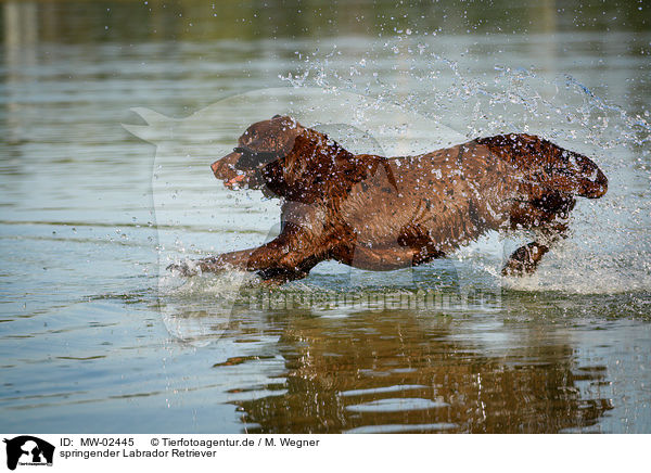 springender Labrador Retriever / jumping Labrador Retriever / MW-02445