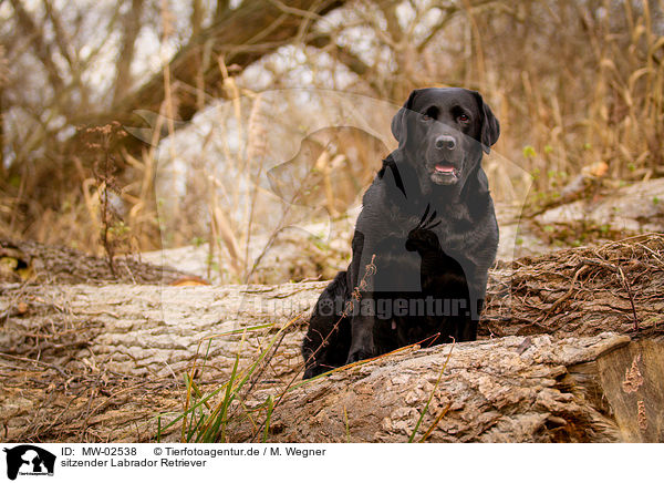 sitzender Labrador Retriever / sitting Labrador Retriever / MW-02538