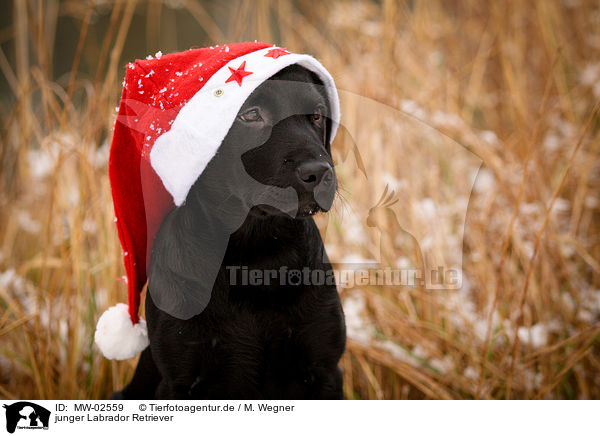 junger Labrador Retriever / young Labrador Retriever / MW-02559