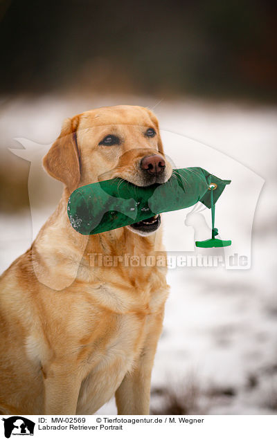 Labrador Retriever Portrait / Labrador Retriever Portrait / MW-02569