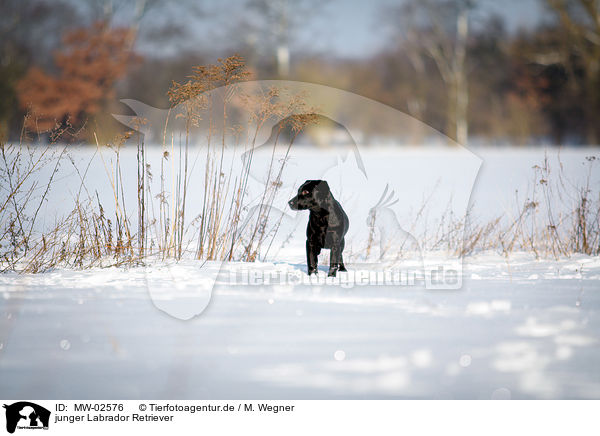 junger Labrador Retriever / young Labrador Retriever / MW-02576