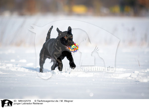 junger Labrador Retriever / young Labrador Retriever / MW-02579