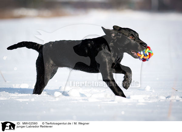 junger Labrador Retriever / young Labrador Retriever / MW-02580