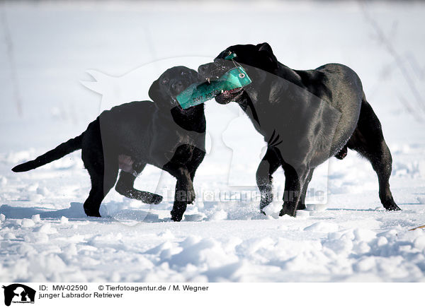 junger Labrador Retriever / young Labrador Retriever / MW-02590