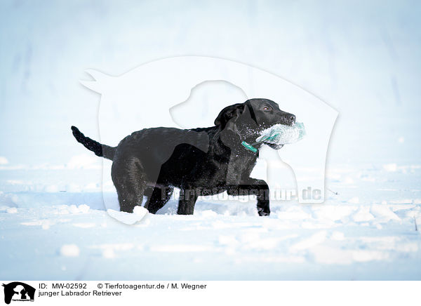 junger Labrador Retriever / young Labrador Retriever / MW-02592
