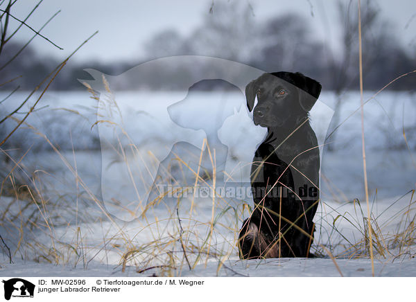 junger Labrador Retriever / young Labrador Retriever / MW-02596