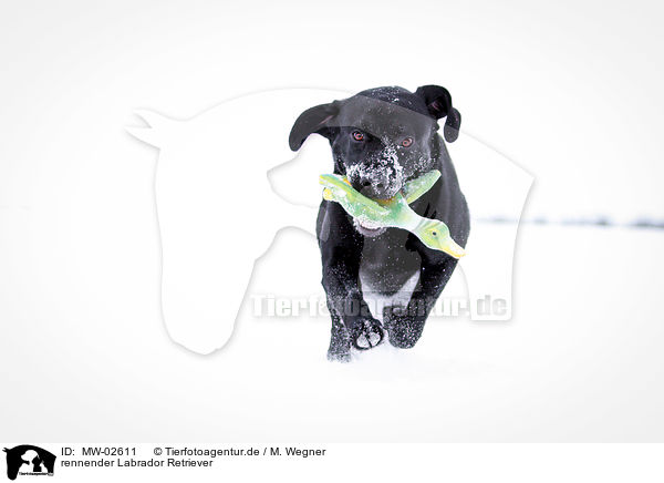 rennender Labrador Retriever / running Labrador Retriever / MW-02611