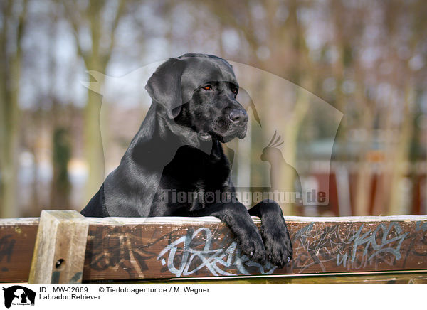 Labrador Retriever / Labrador Retriever / MW-02669