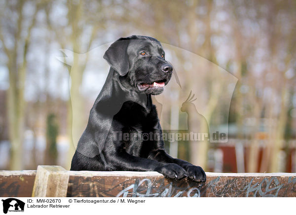 Labrador Retriever / Labrador Retriever / MW-02670