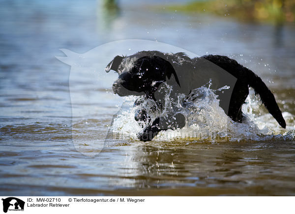 Labrador Retriever / Labrador Retriever / MW-02710
