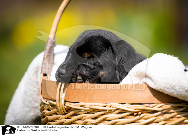 Labrador Welpe im K�rbchen / Labrador Puppy in the basket / MW-02769