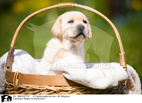 Labrador Welpe im K�rbchen / Labrador Puppy in the basket / MW-02776