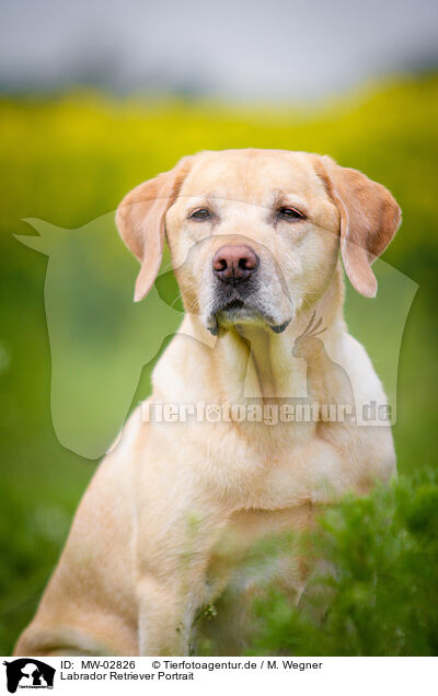 Labrador Retriever Portrait / Labrador Retriever Portrait / MW-02826