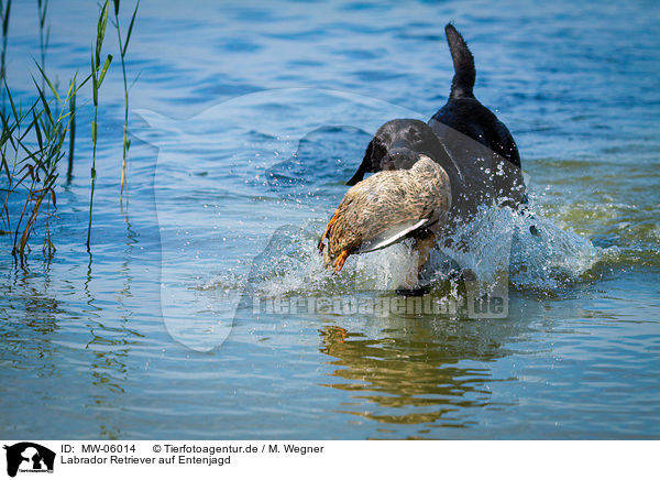 Labrador Retriever auf Entenjagd / Labrador Retriever at duck hunting / MW-06014