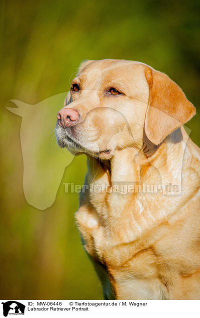 Labrador Retriever Portrait / Labrador Retriever Portrait / MW-06446