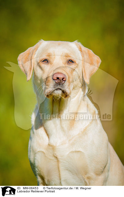 Labrador Retriever Portrait / Labrador Retriever Portrait / MW-06453
