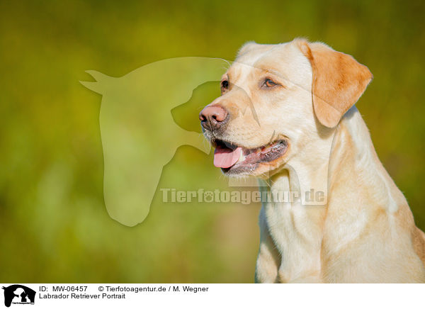 Labrador Retriever Portrait / Labrador Retriever Portrait / MW-06457