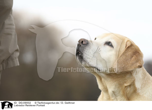 Labrador Retriever Portrait / Labrador Retriever Portrait / DG-09002