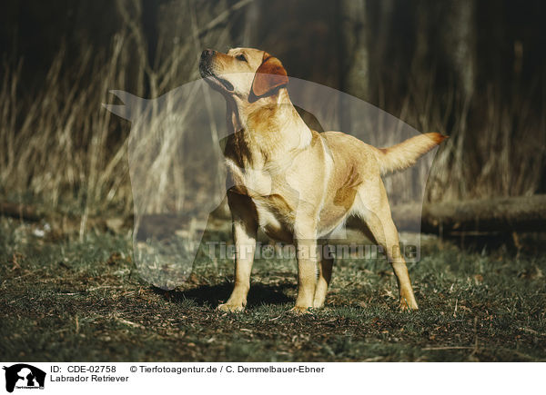 Labrador Retriever / Labrador Retriever / CDE-02758
