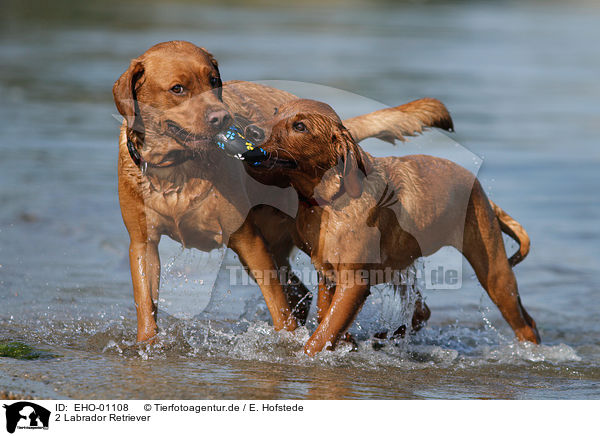2 Labrador Retriever / 2 Labrador Retriever / EHO-01108