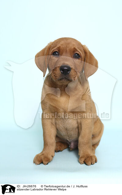 sitzender Labrador Retriever Welpe / sitting Labrador Retriever Puppy / JH-26676