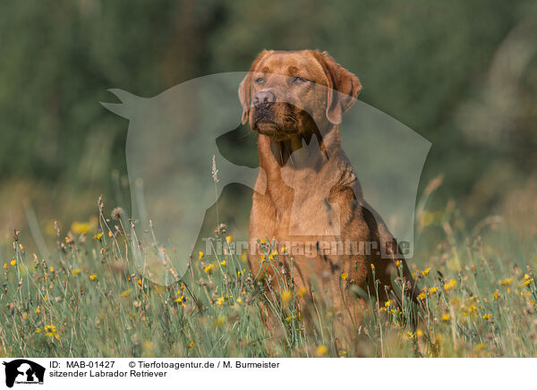 sitzender Labrador Retriever / sitting Labrador Retriever / MAB-01427