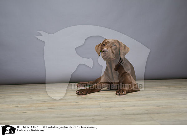Labrador Retriever / Labrador Retriever / RG-01157