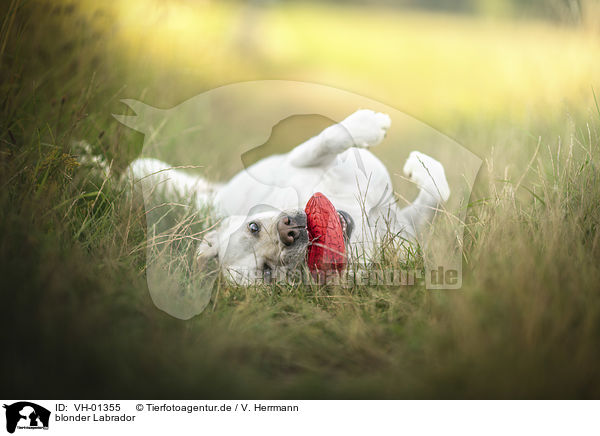 blonder Labrador / blonde Labrador / VH-01355