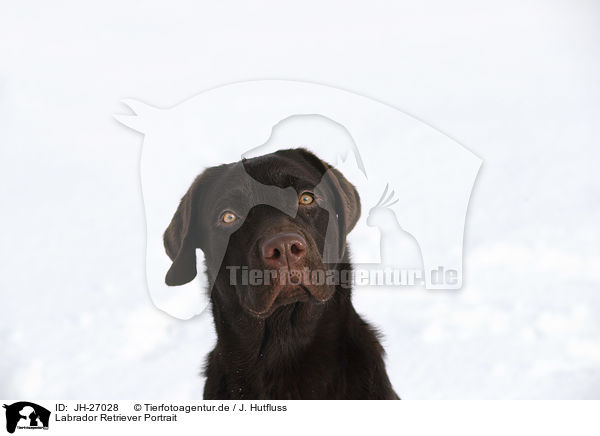 Labrador Retriever Portrait / Labrador Retriever portrait / JH-27028