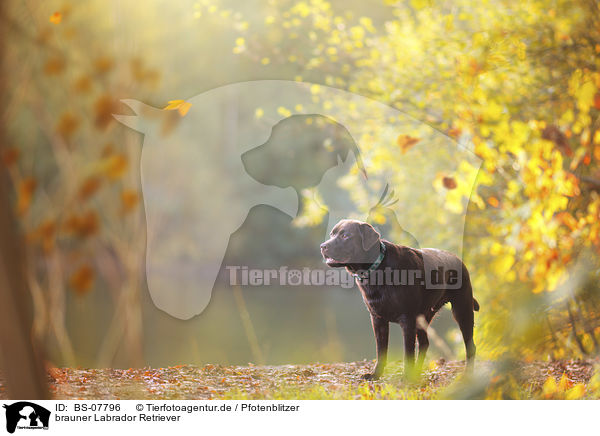 brauner Labrador Retriever / brown Labrador Retriever / BS-07796