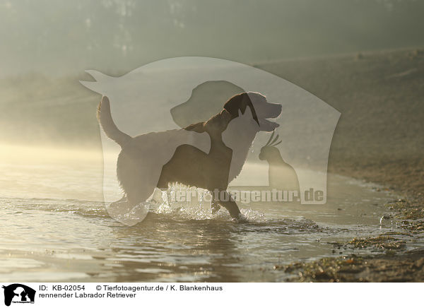 rennender Labrador Retriever / running Labrador Retriever / KB-02054